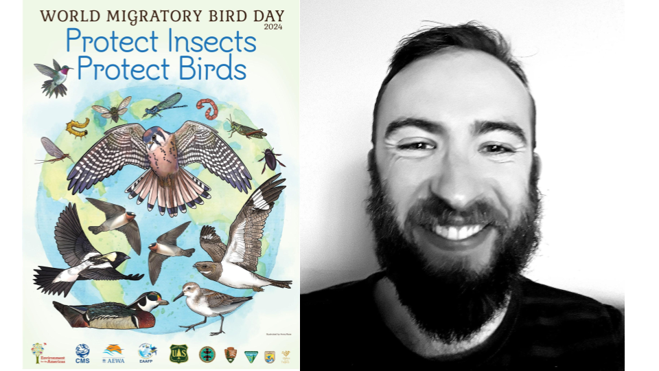 World Migratory Bird Day 2024 highlights interdependence of insects and birds