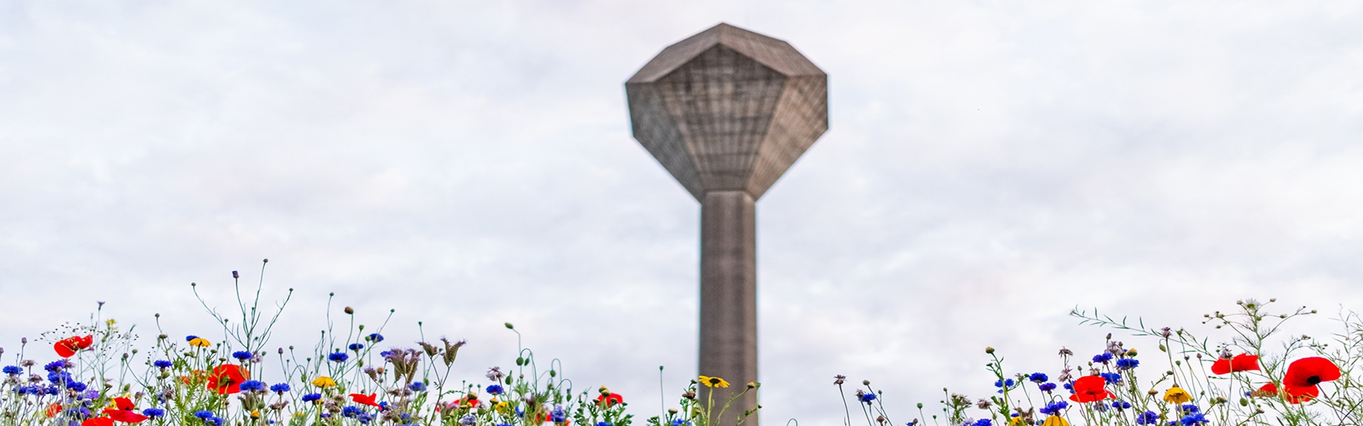 UCD water tower framed by colourful wildflowers