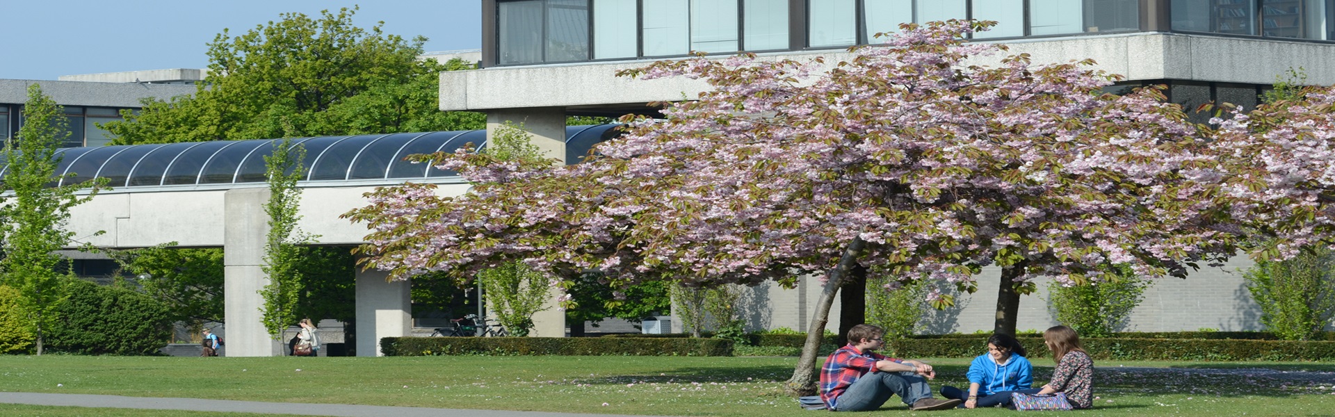 Students on the UCD campus in springtime with pink blossom trees in bloom