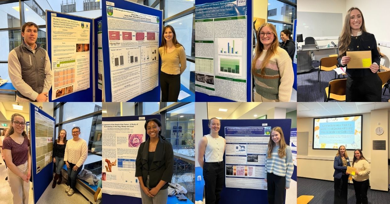 A collage of undergraduate research day participants at UCD School of Veterinary Medicine, showing students standing beside academic research posters and award presentations during the event.