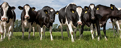 Cows standing in a field