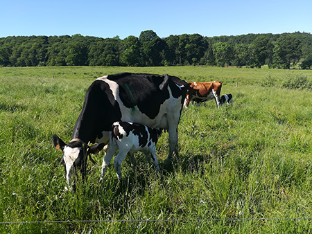 A cow with her calf in a field