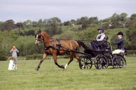 para-equestrian carriage driving