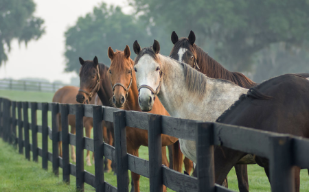 Our Equine Team have a strong research focus, particularly in terms of clinical research and engagement in collaborative research projects