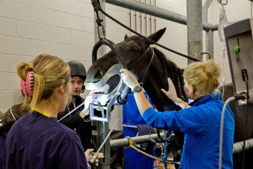 Veterinary clinicians and students carry out a standing dental examination on a horse using specialist equipment inside the UCD Veterinary Hospital.