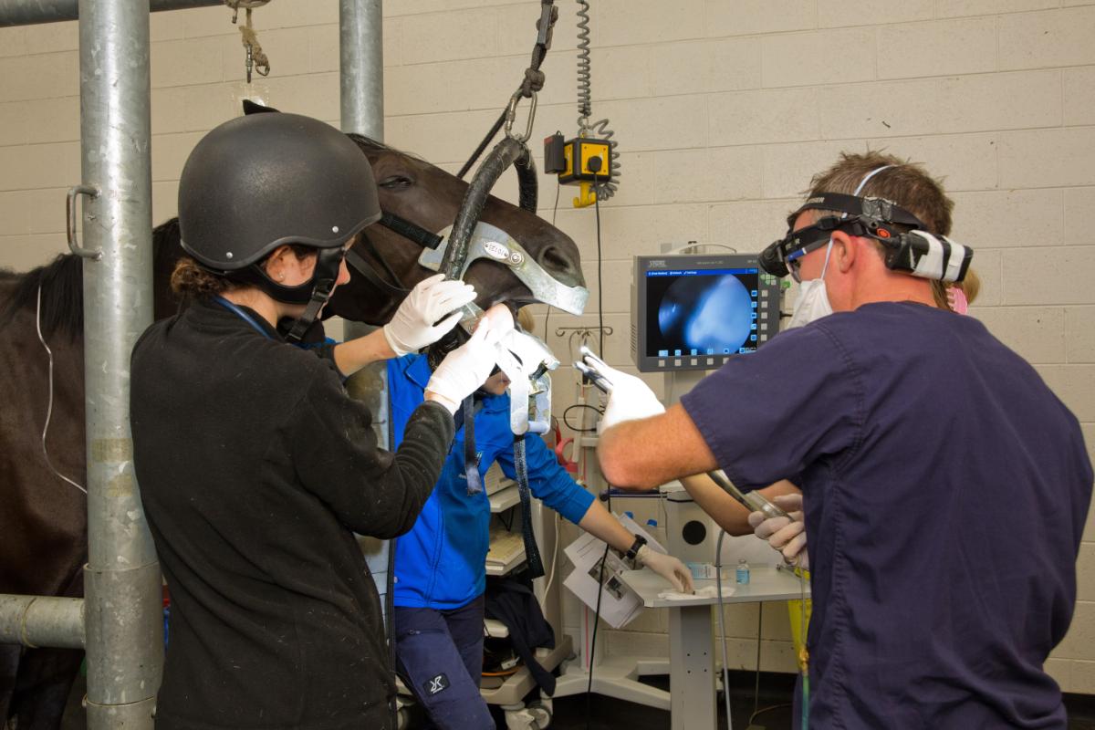 Veterinary clinicians and students perform an advanced standing equine dental procedure using endoscopic equipment inside the UCD Veterinary Hospital.
