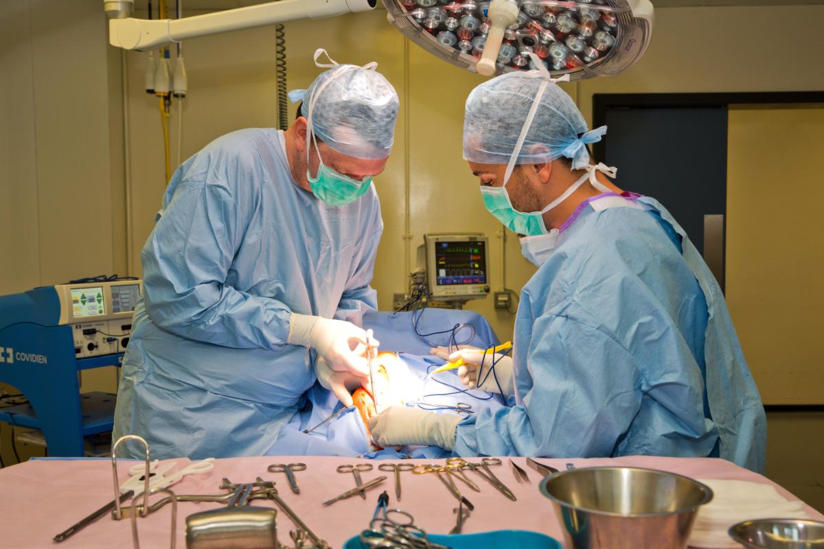 Veterinary surgeons perform a surgical procedure in an operating theatre at the UCD Veterinary Hospital, wearing sterile gowns, masks and gloves.