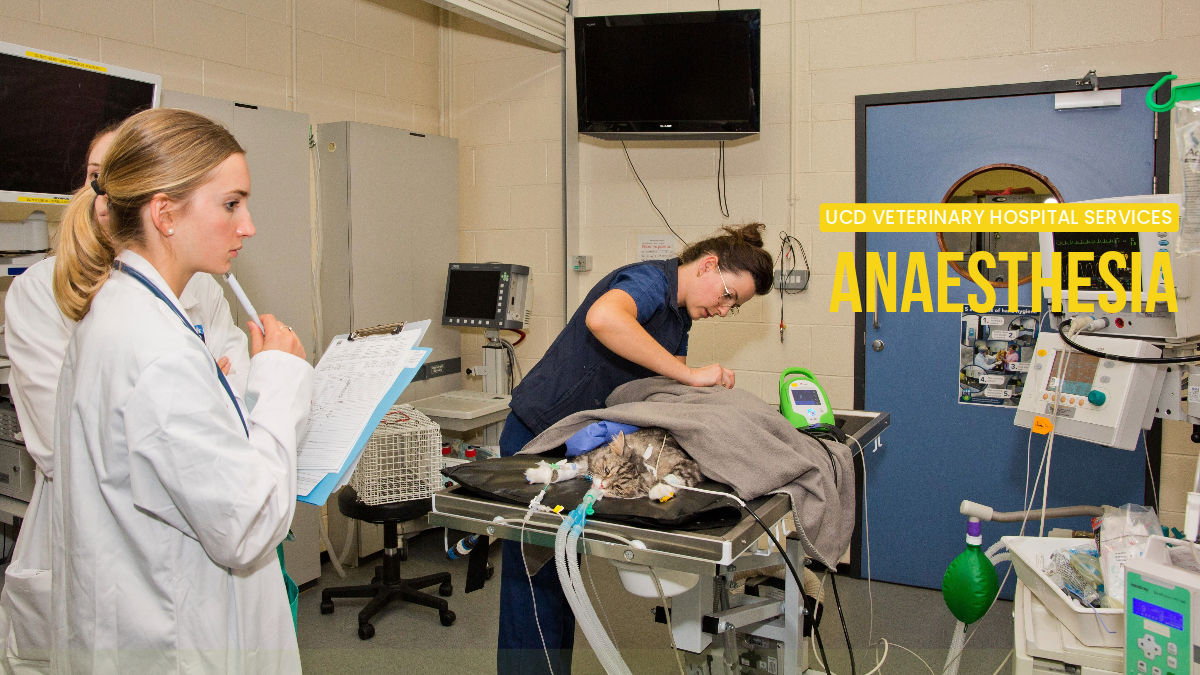 Image of vet nurse carrying out anaesthesia monitoring on a cat