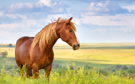 Our equine clinicians provide services that range from primary care through to the most complicated and sophisticated medical and surgical techniques in use today.