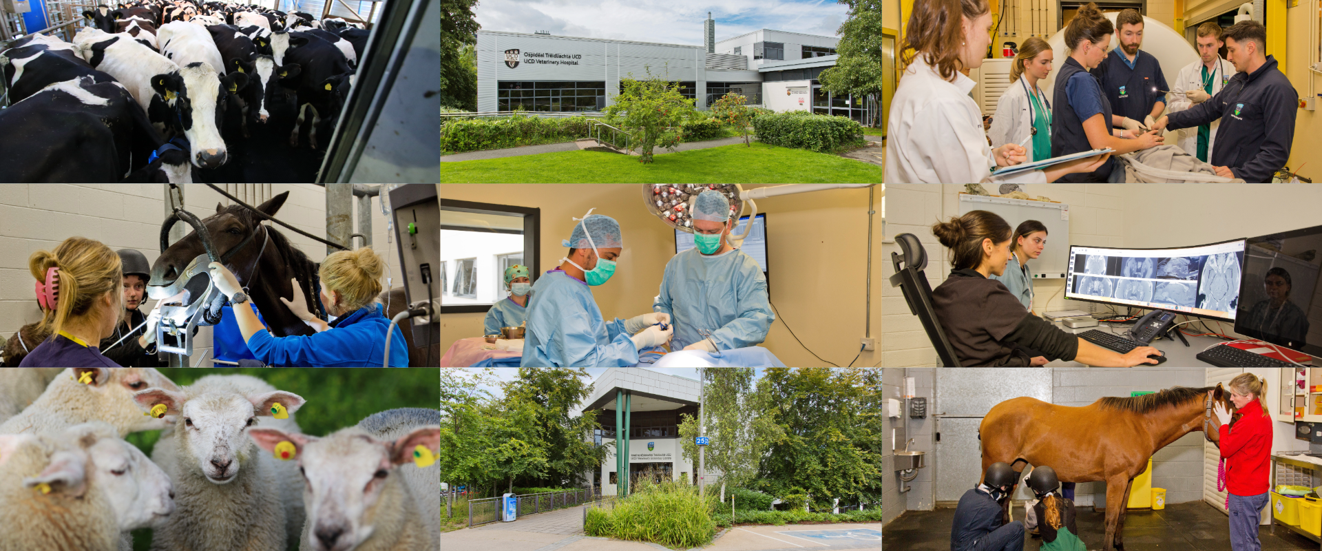 UCD Veterinary Hospital