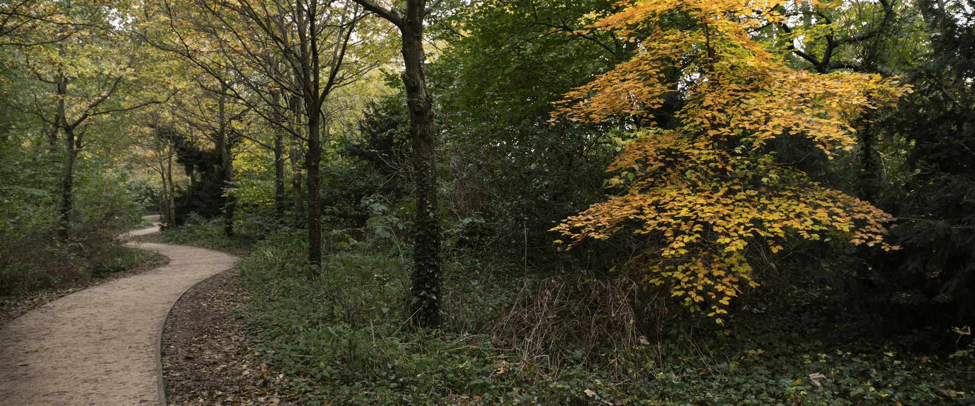 Woodland Walk on Belfield Campus